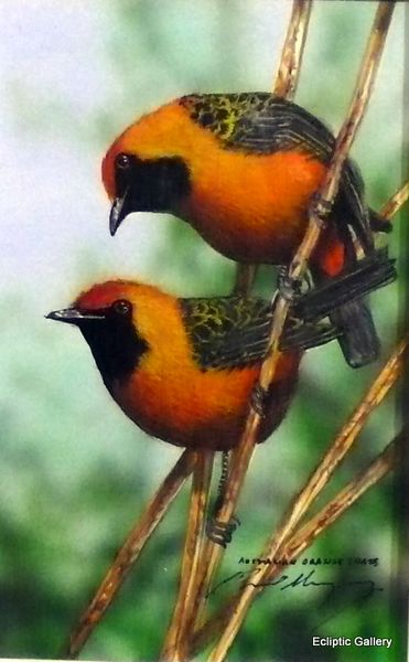 Australian Orange Chats Treated Surfaceoranges And Lemons10x16