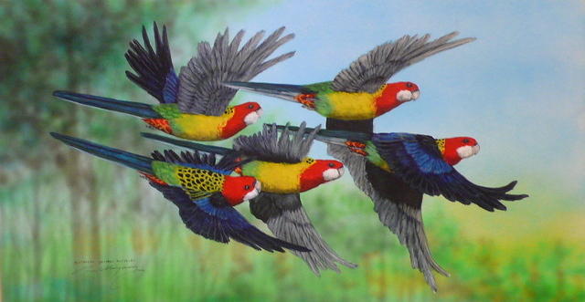 Paul Margocsy Eastern Rosellas