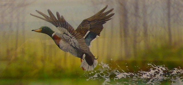 Paul Margocsymallard Duckwatercolour 15 X 30cm