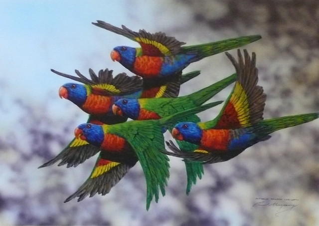 Paul Margocsyrainbow Lorikeets