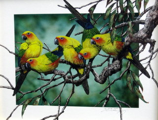 South American Sun Conure Parrotssunny Yesterday My Life Was Filled With Grain30 X 38 Sold